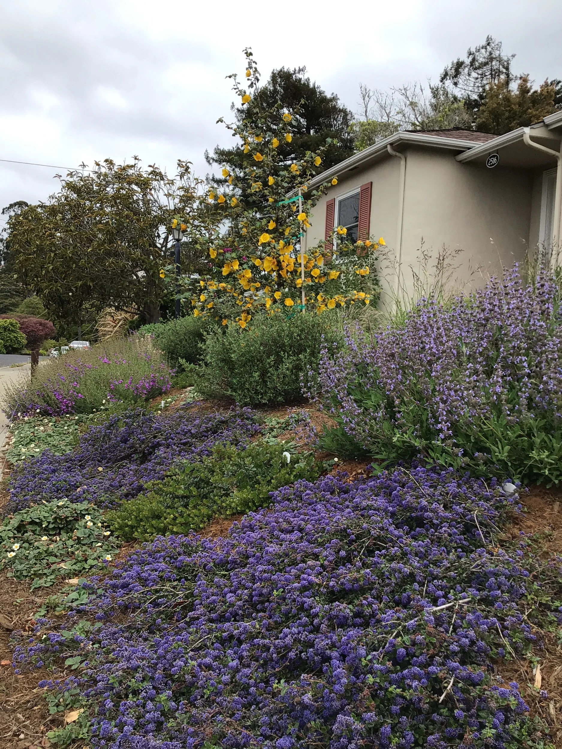 A residential front garden planted with california native plants like groundcover ceanothus purple blooming sage and fremontodendron yellow orange flowers