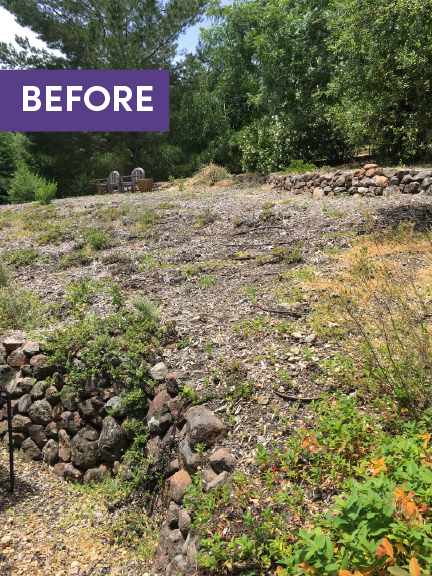 Before and after — Lafayette hillside native garden transformation