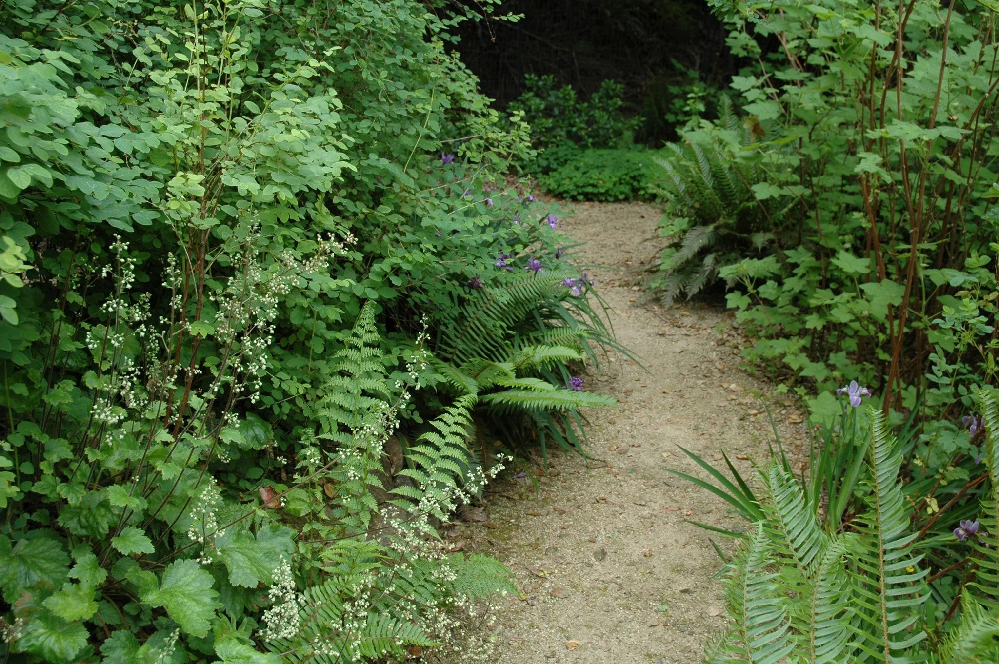 Lush shady ferns and california native plants with a tan decomposed granite pathway in a residential garden.