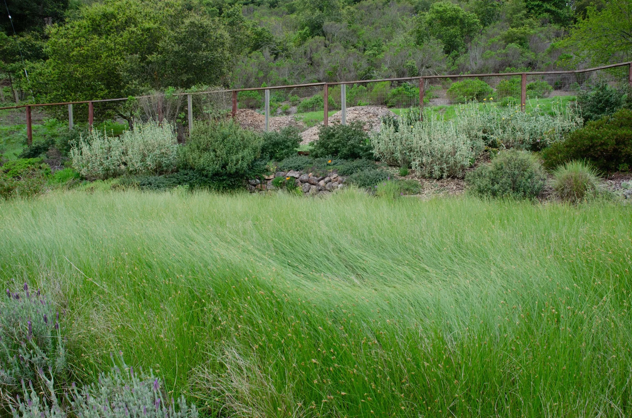 California native lawn alternative meadow grass in a residential garden is green in spring.