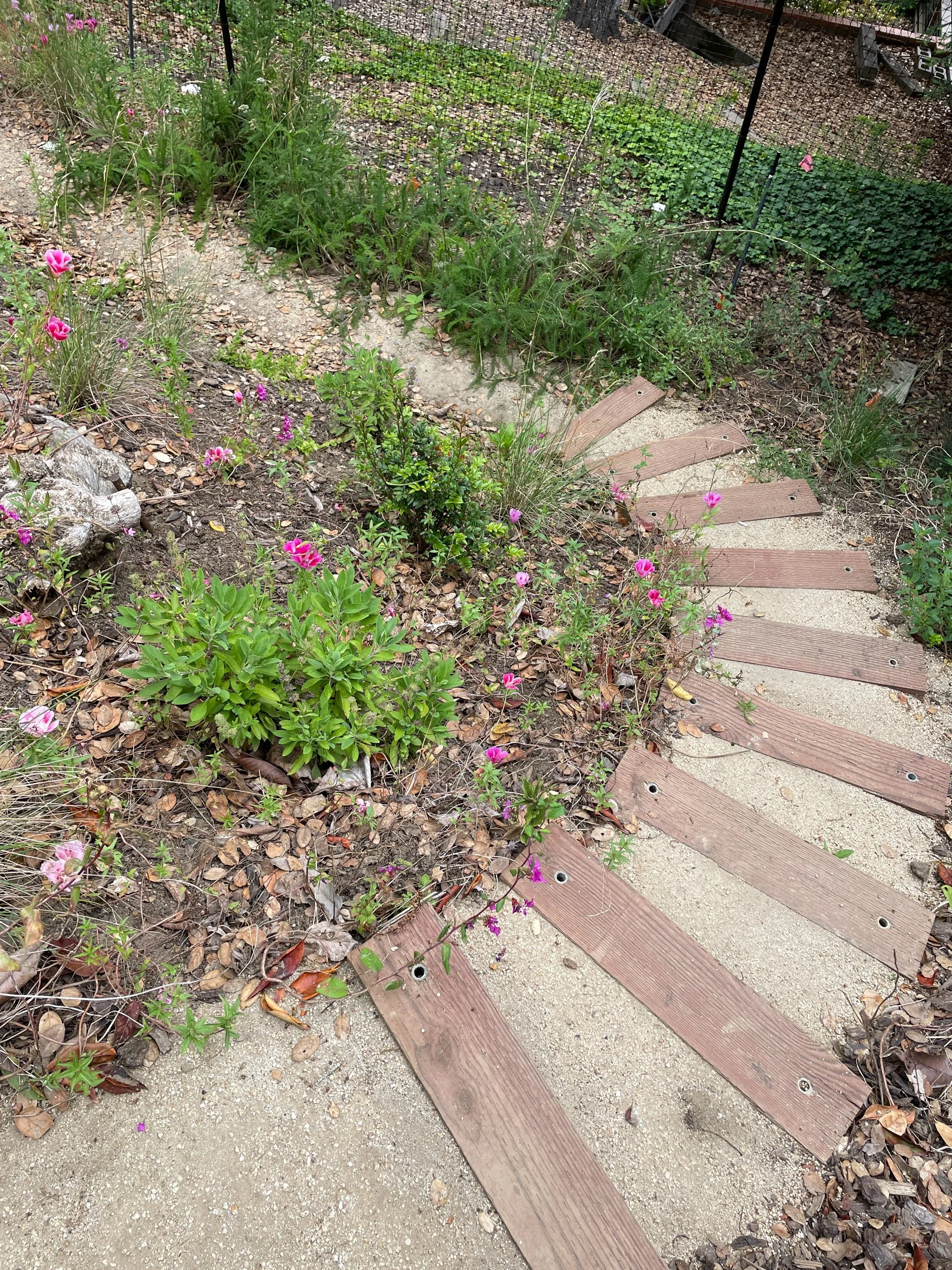 Timber tie steps with decomposed granite treads in a berkeley hills sloped backyard with california native plants