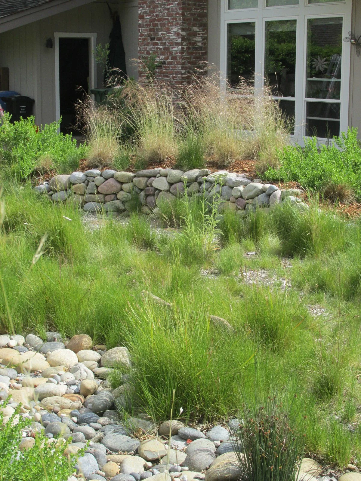 A california native meadow grass land lawn alternative with pebbles and rocks near a dry stacked stone wall with bunch grass in a residential garden.