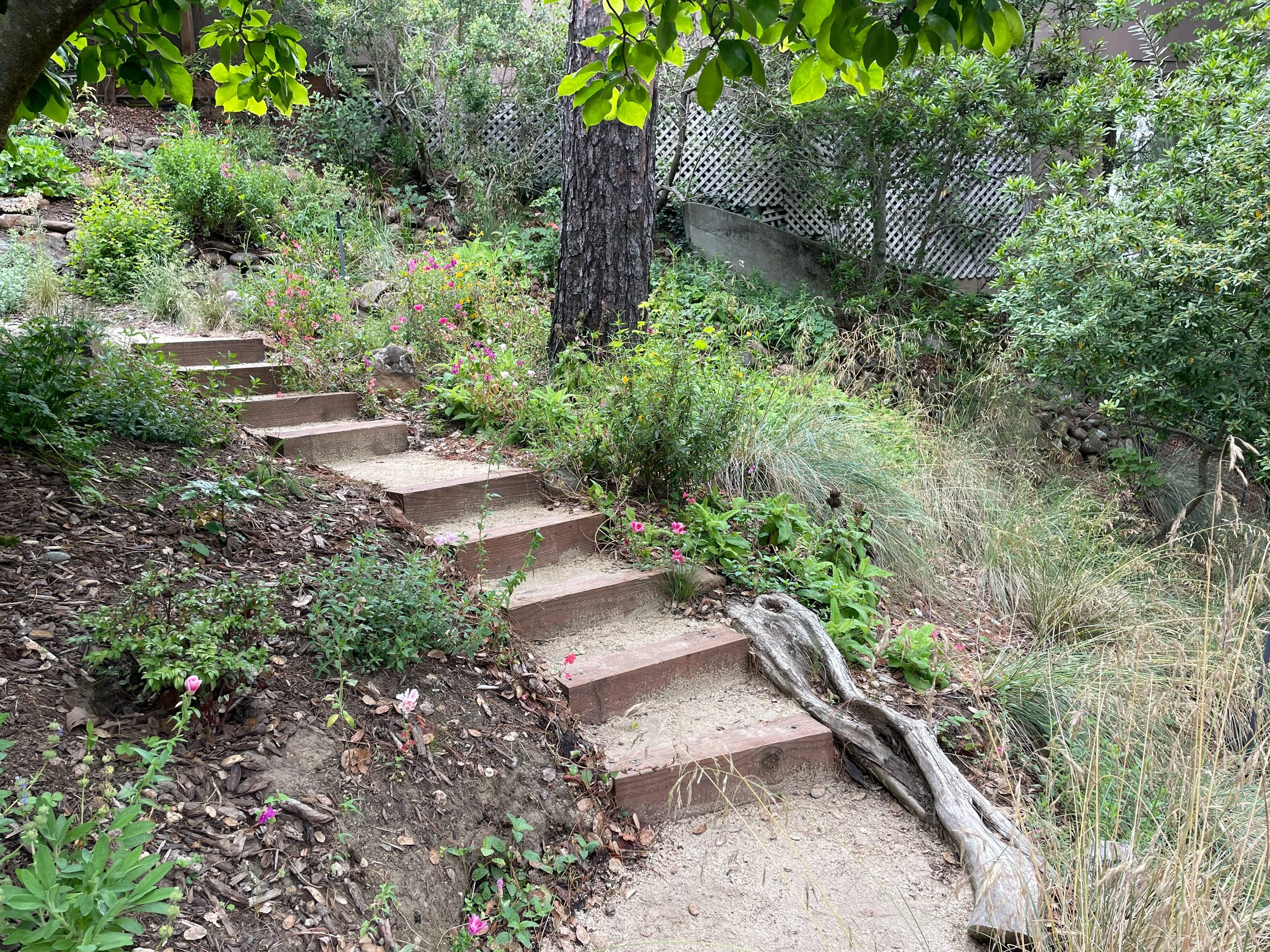 Timber tie steps with decomposed granite treads in a berkeley hills sloped backyard with california native plants