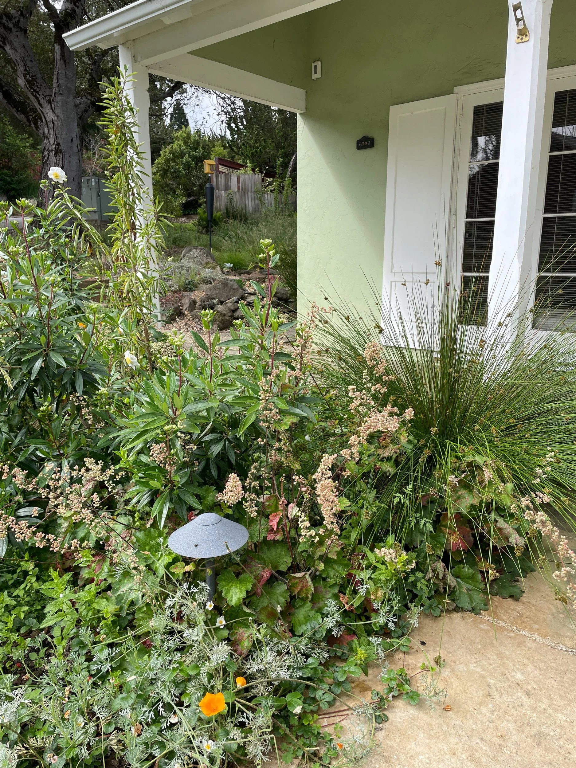 California native plants heuchera carpenteria californica bunch grass natural garden ecological landscape design