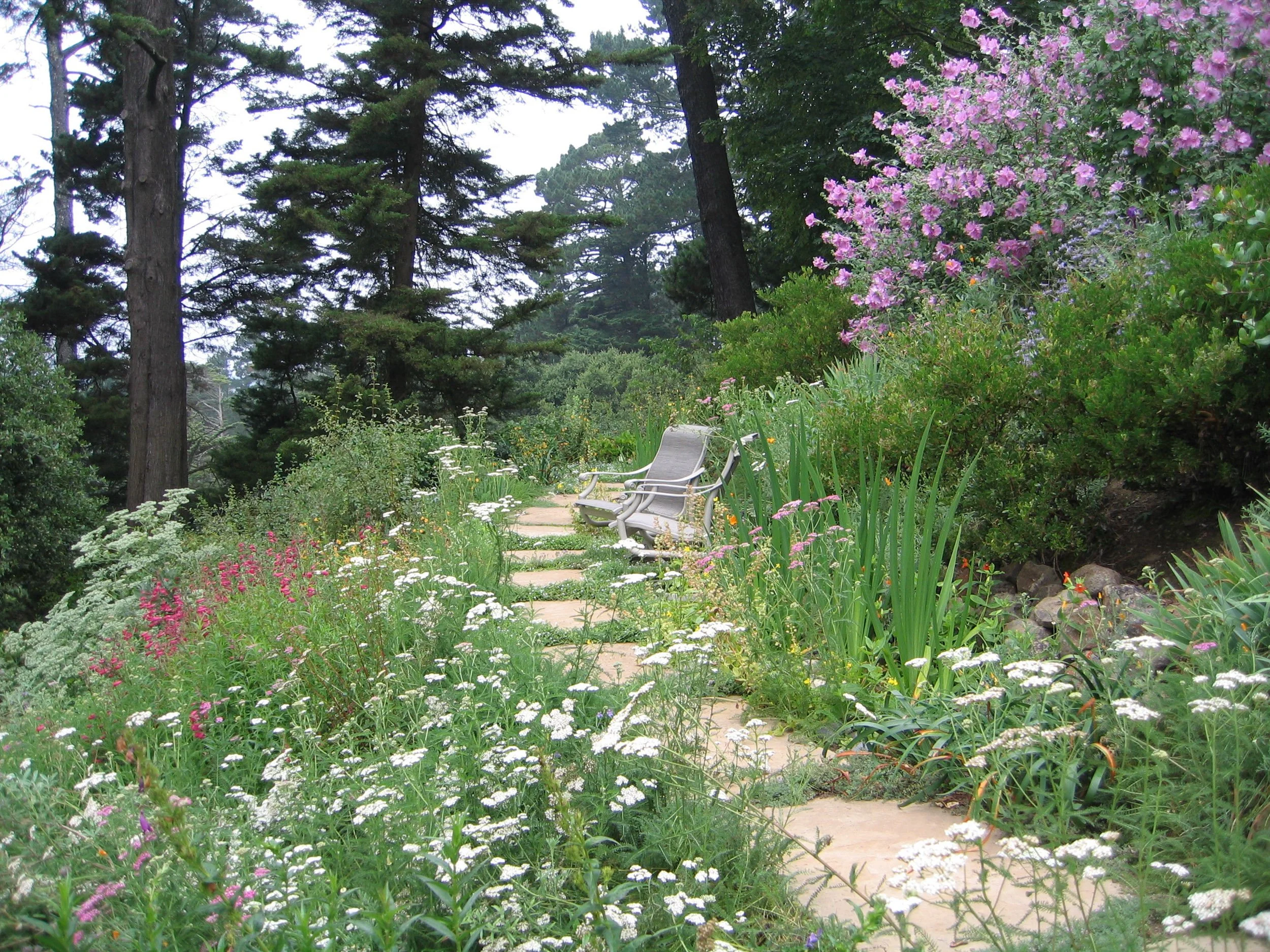 Sunny hillside california native plant garden naturalistic ecology slope terrace flagstone path pink white wild redwood tree