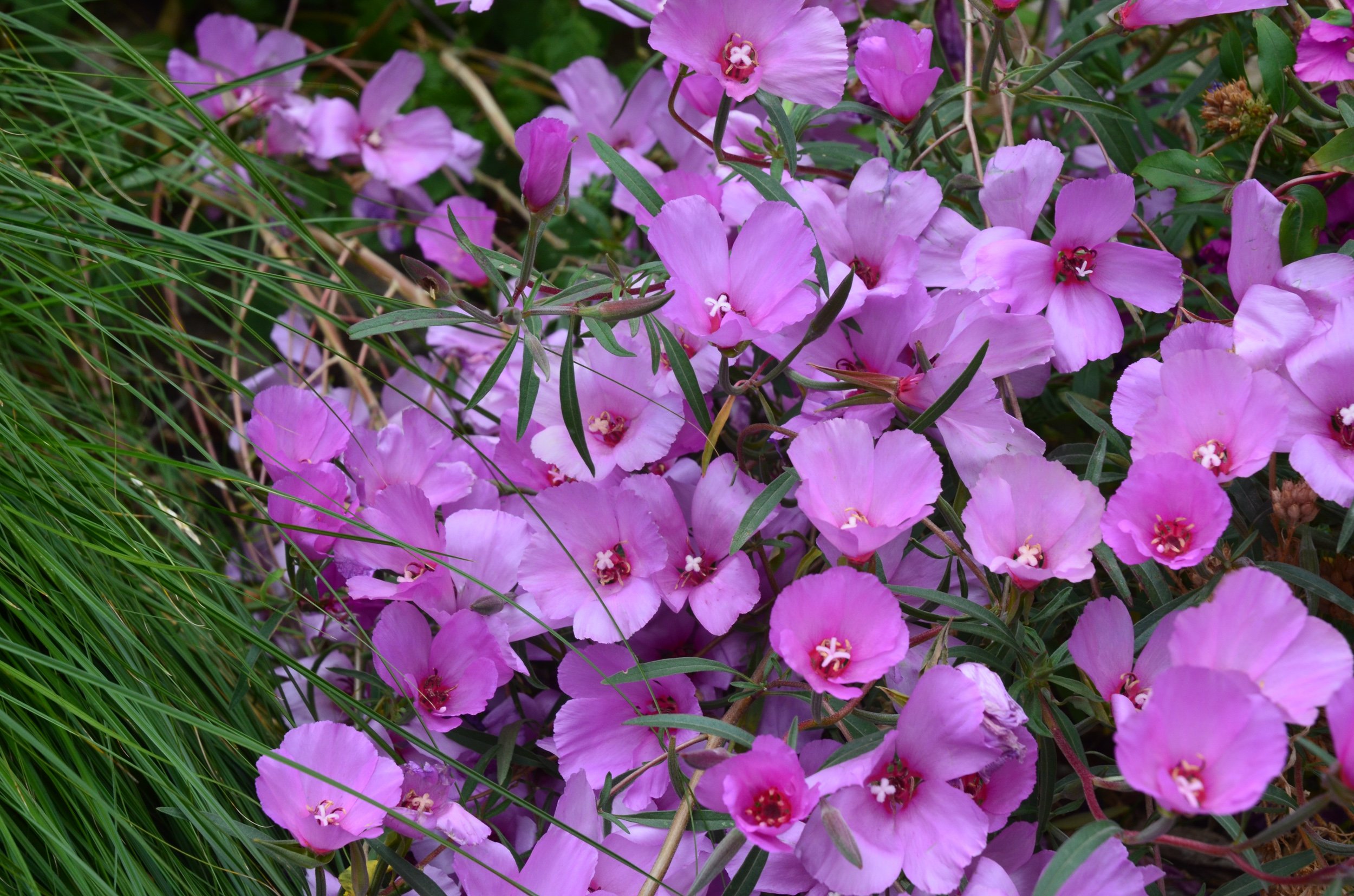 Clarkia pink farewell to spring california native wildflower