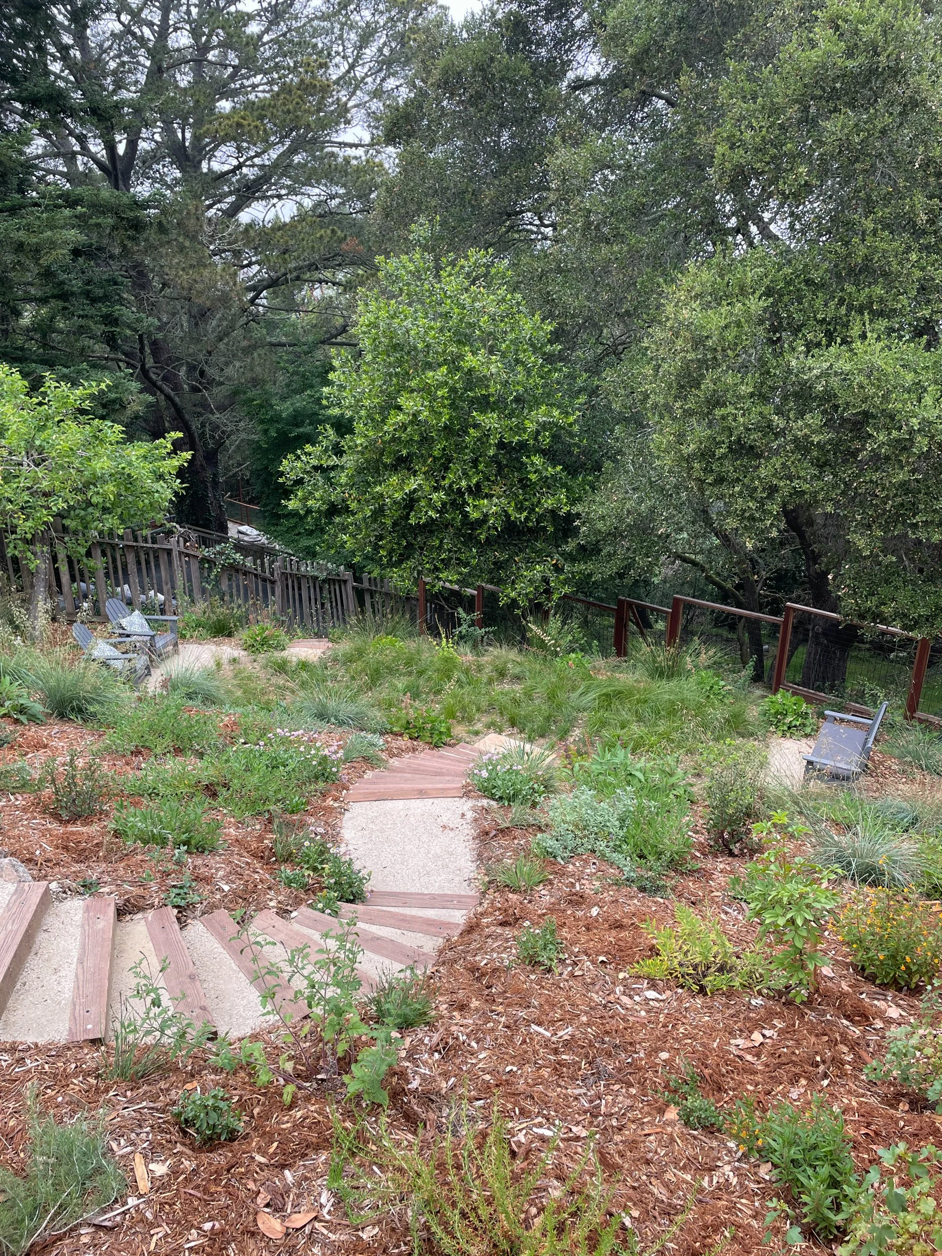 Timber tie steps with decomposed granite treads descend into a sloped back residential california native plant hillside garden with pollinator and bird plantings with a meadow in Oakland