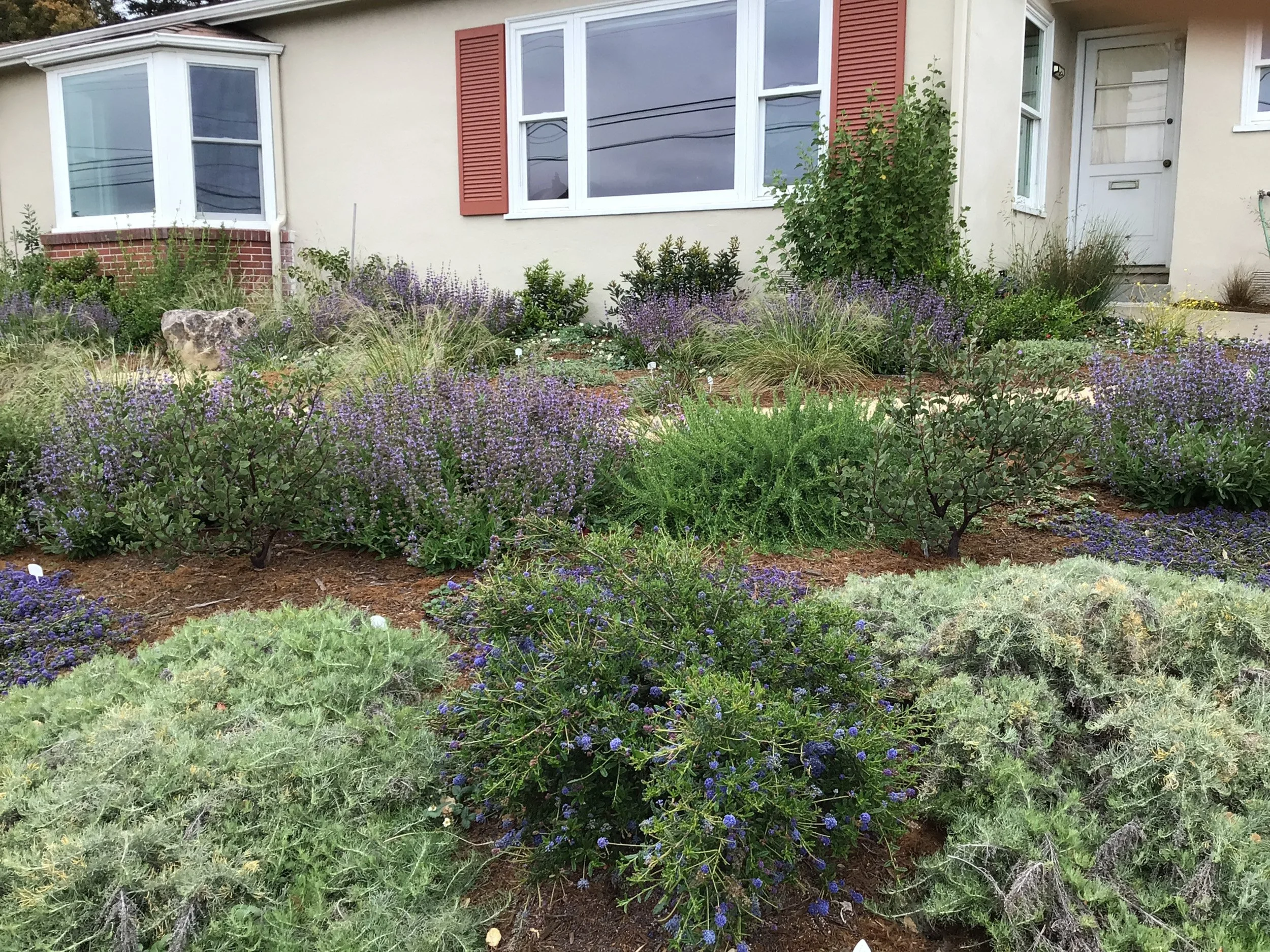 A residential front garden planted with california native plants like groundcover ceanothus purple blooming sage and artemesia