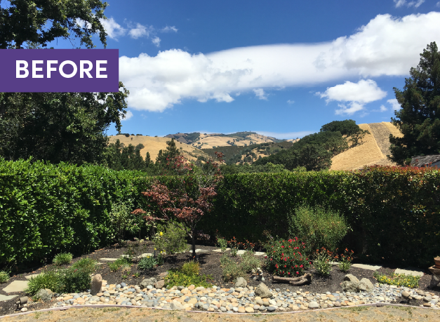 Before and after — Mt. Diablo native garden transformation