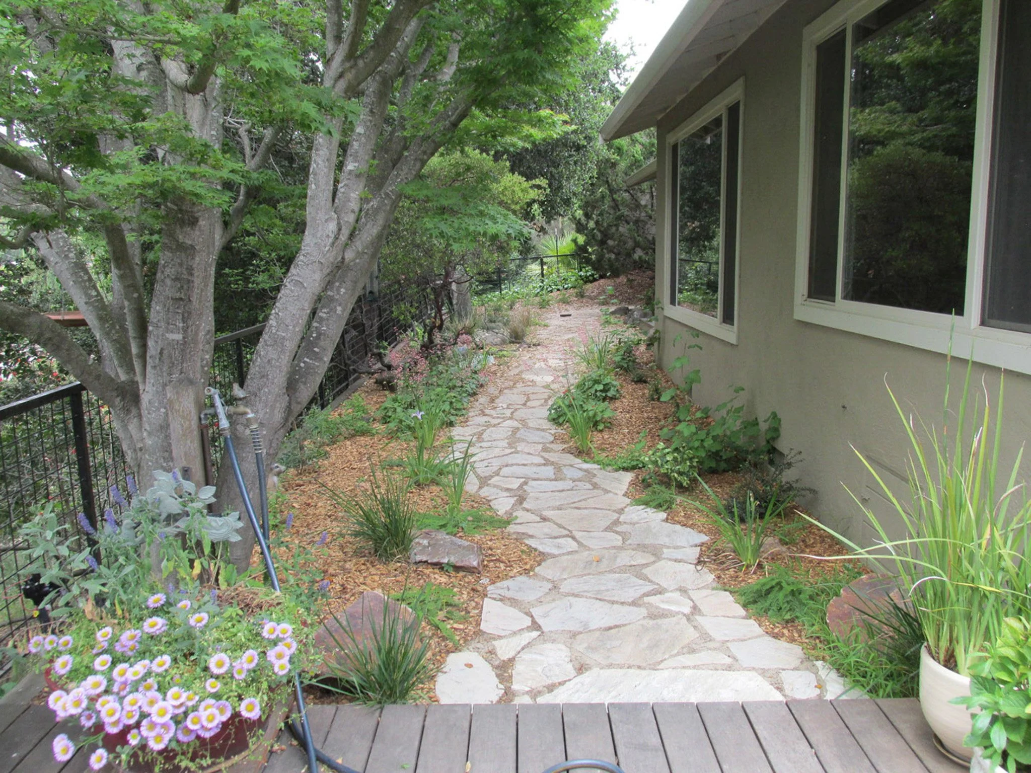 An organic curved natural flagstone pathway along the back of a residential garden landscape with california native plants and mulch.