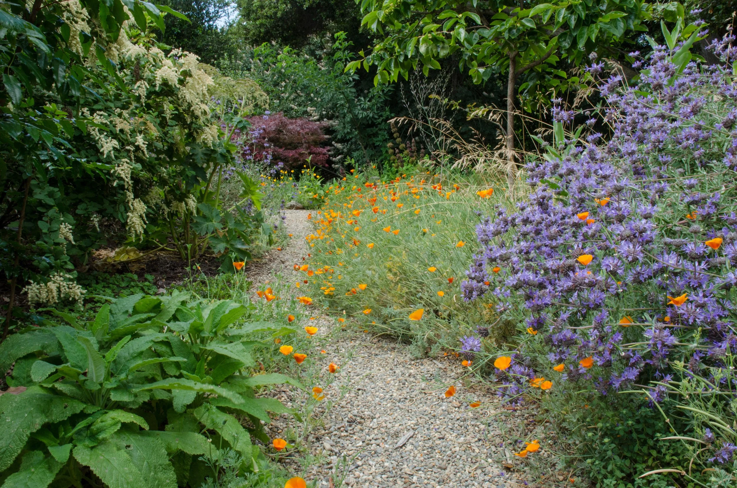 California native plants ocean spray hummingbird sage poppies salvia gravel path natural garden ecological landscape design