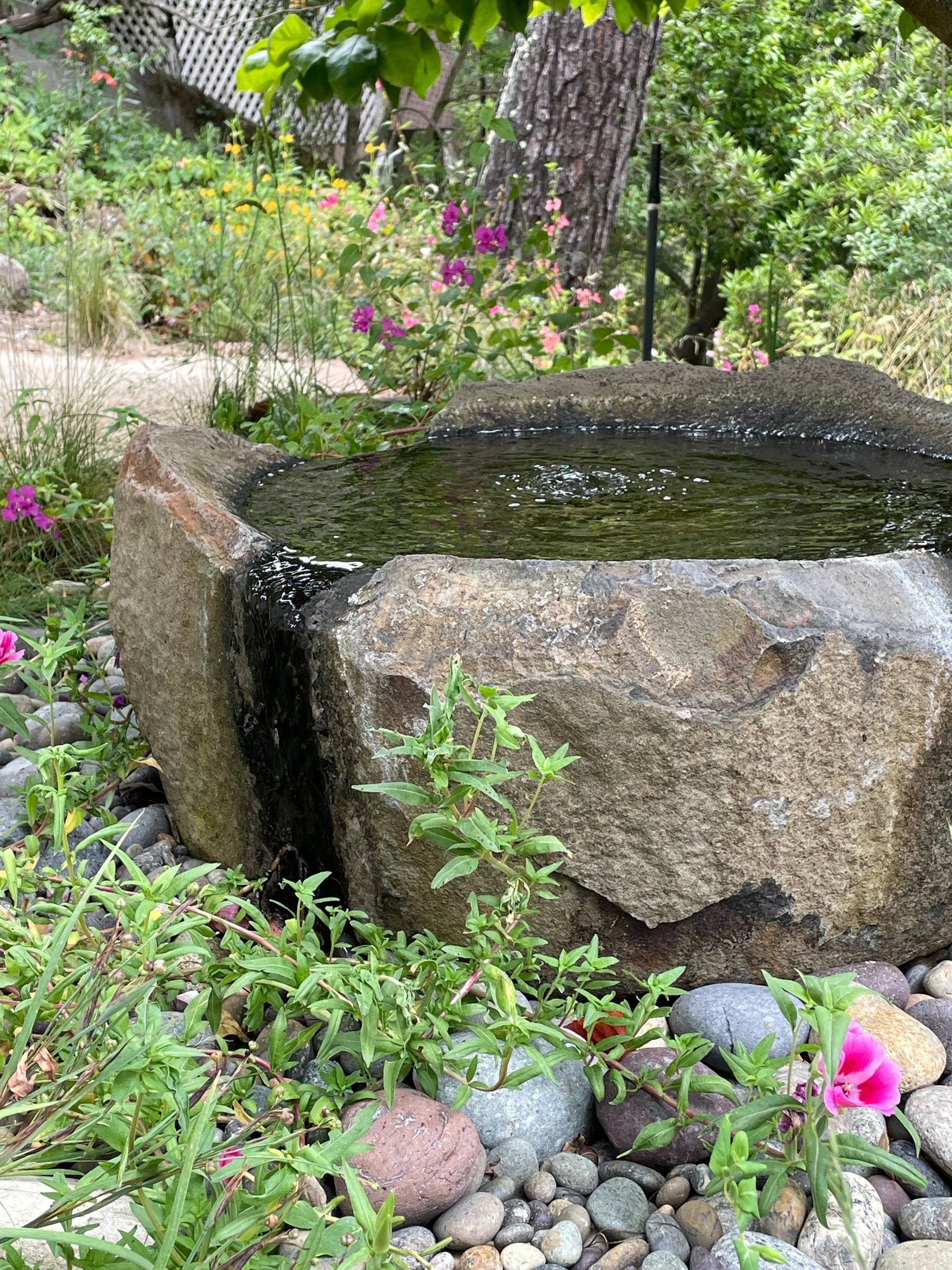 Stone basin fountain in berkeley hills bird-friendly garden with california native plants