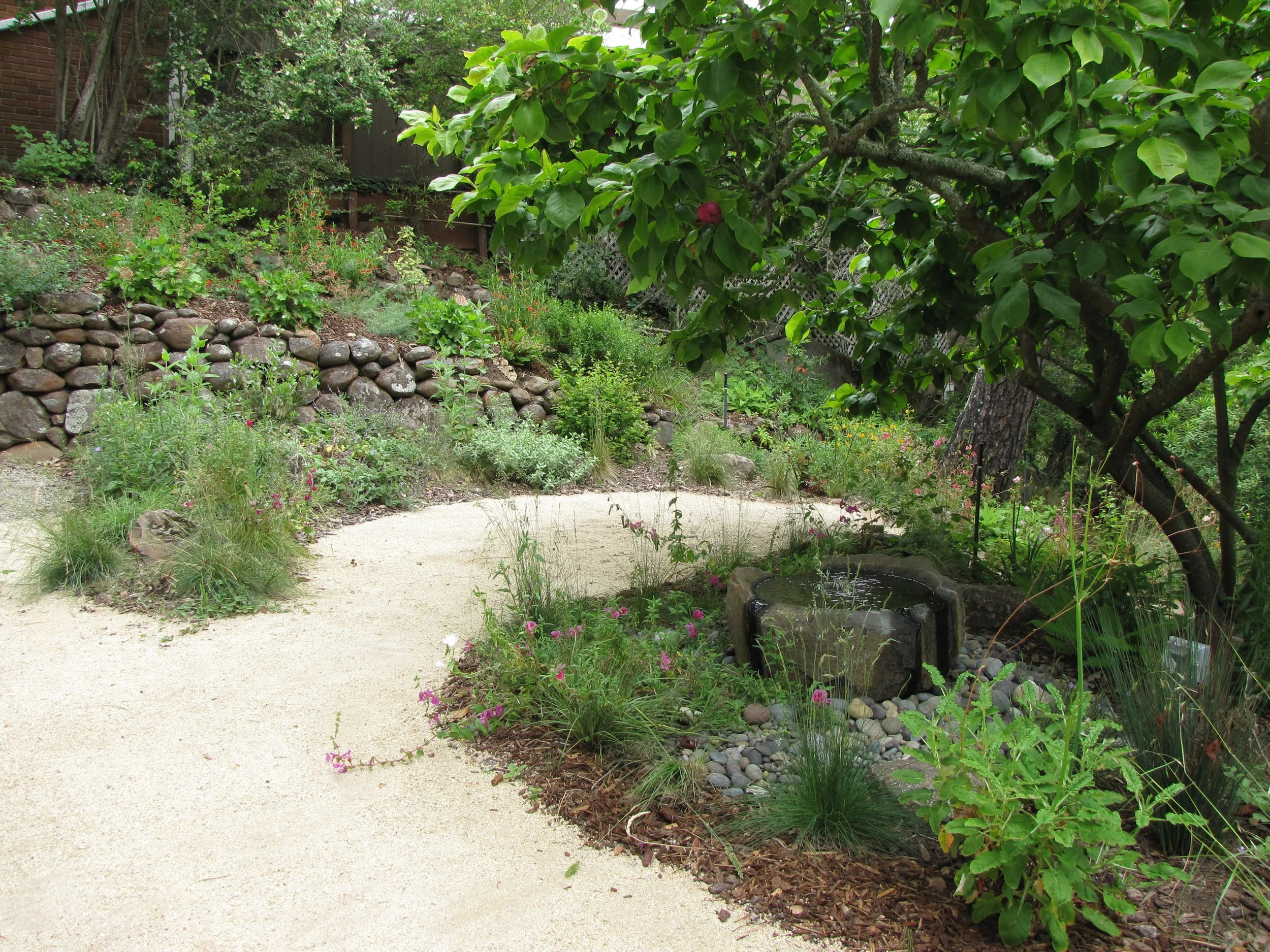 Decomposed granite (DG) patio in a berkeley hills sloped backyard with california native plants and a stone basin fountain bird-friendly garden