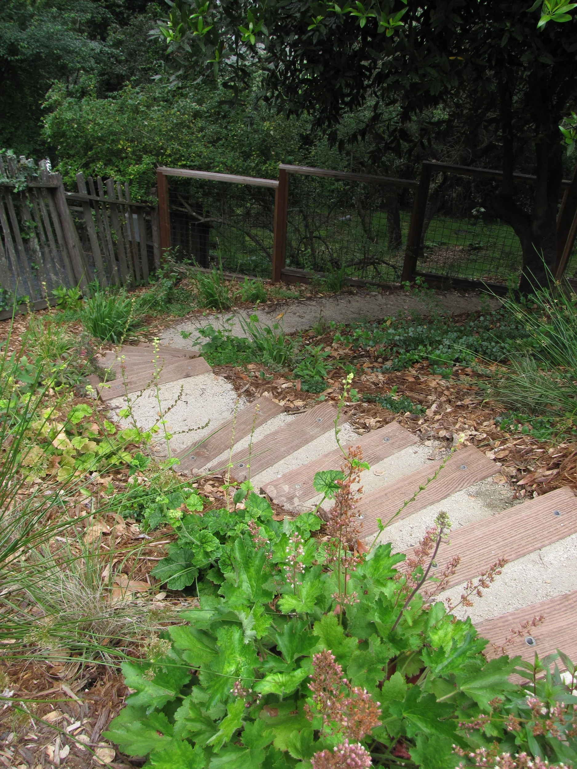 Fringe cups Tellima grandiflora next to timber tie steps with decomposed granite landings on a hillside sloped california native plant pollinator garden in oakland oak woodland understory