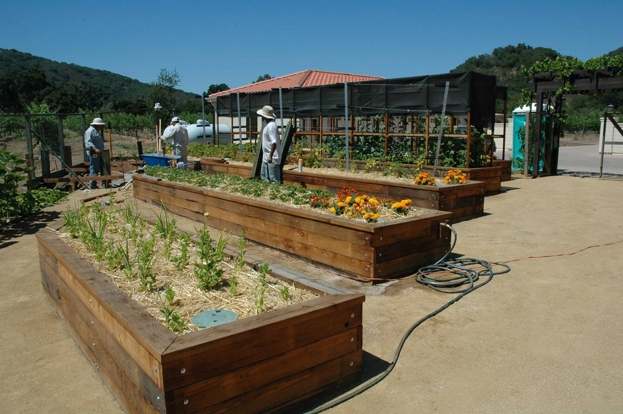 Wood custom built raised beds with decomposed granite pathways with vegetables and flowers.
