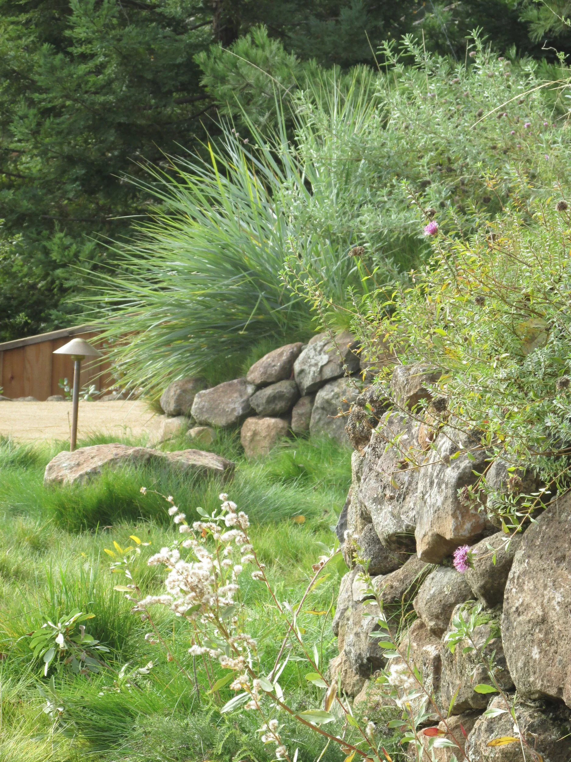 California native plants landscape lighting natural meadow flagstone paving stone steps rock wall sunny slope terrace boulder garden wildlife pollinator plants