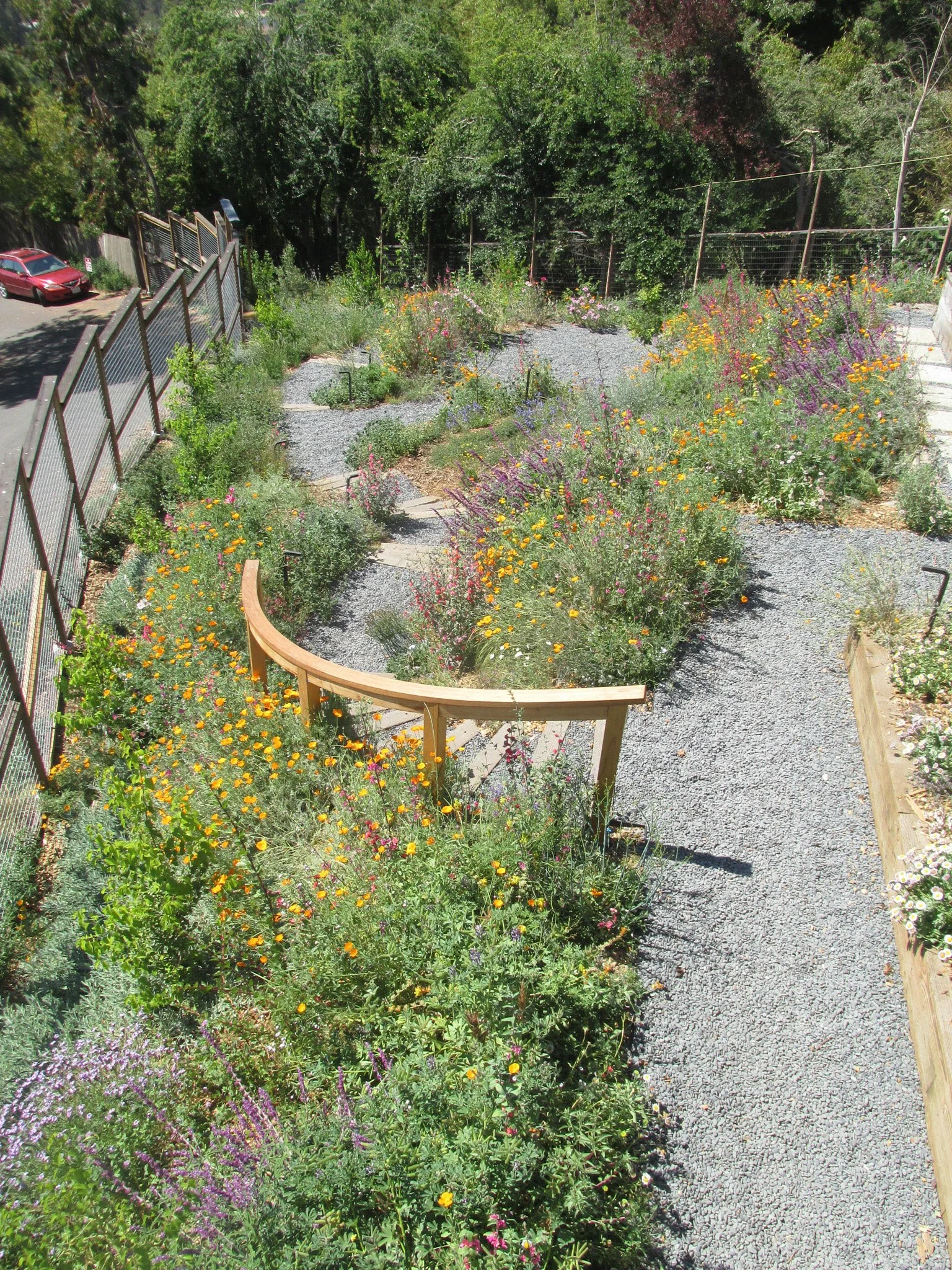 A terraced residential hillside garden with grey gravel pathways and a curved wood railing down timber tie steps with colorful flowering california native plants.