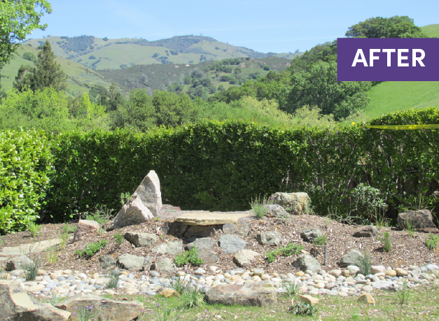 Before and after — Mt. Diablo native garden transformation