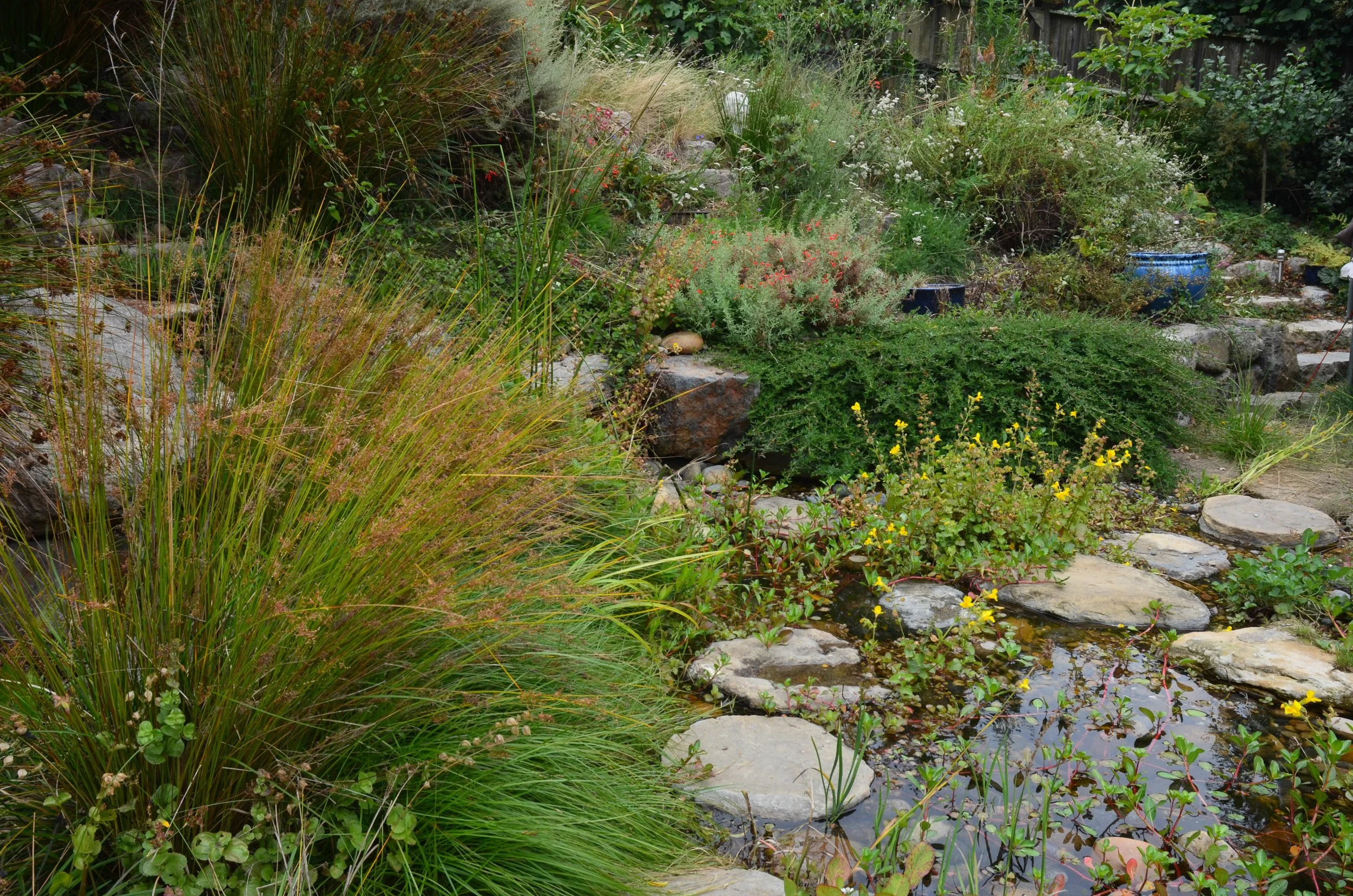 Back garden residential landscape with natural pond water feature california native plants.
