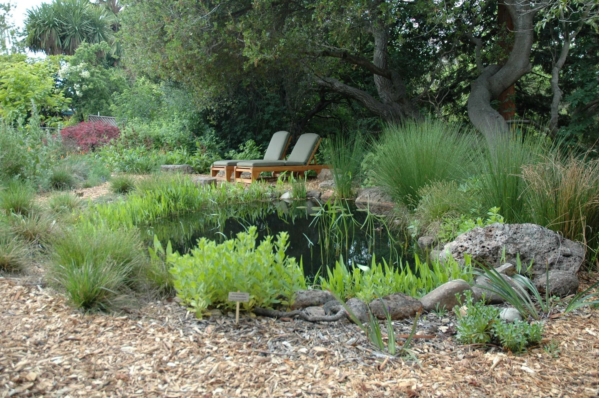 Back garden residential landscape with natural pond water feature california native plants mulch pathway and chaise lounge.