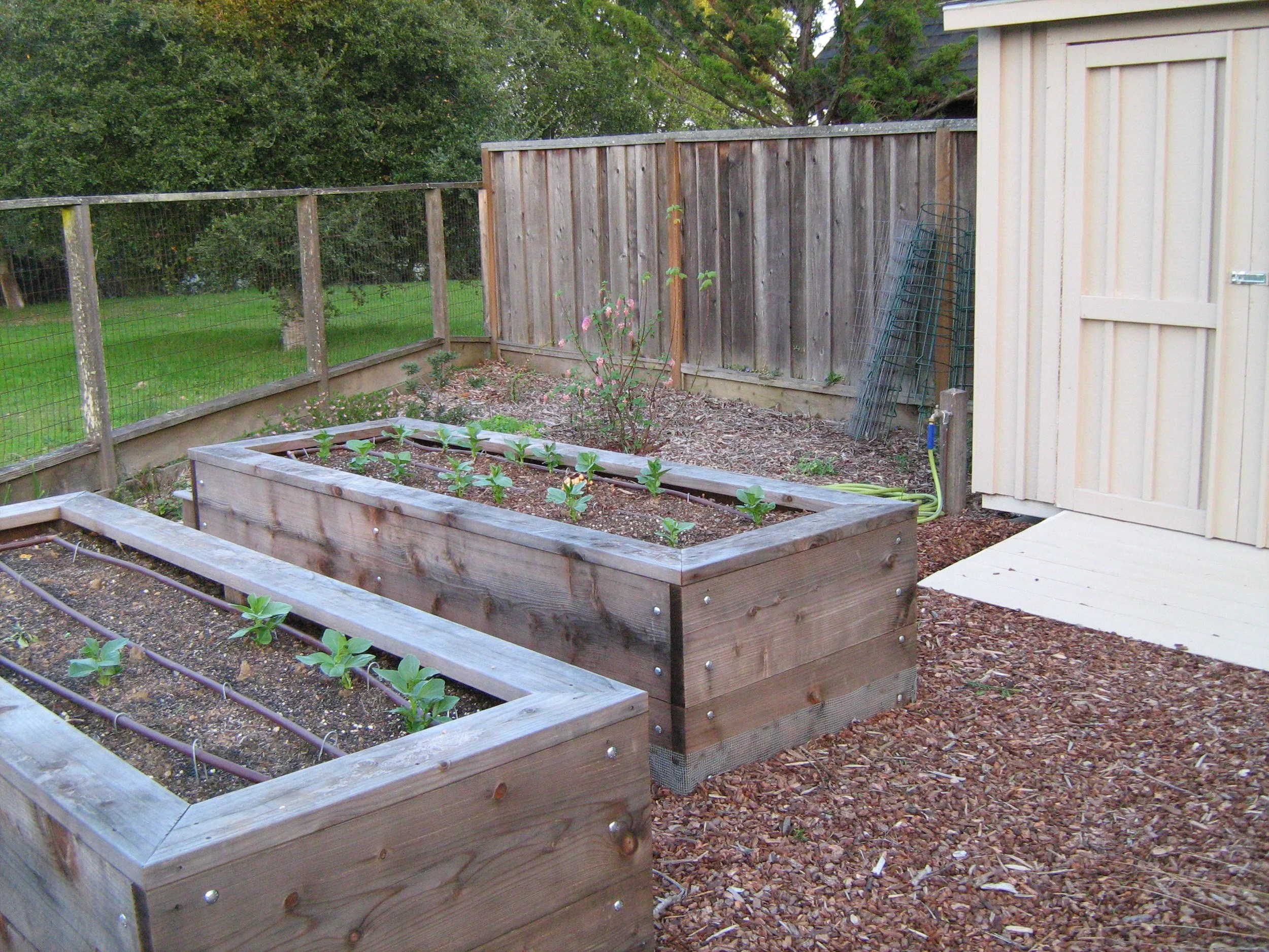 Wood raised beds with vegetables in a residential garden surrounded by mulch.