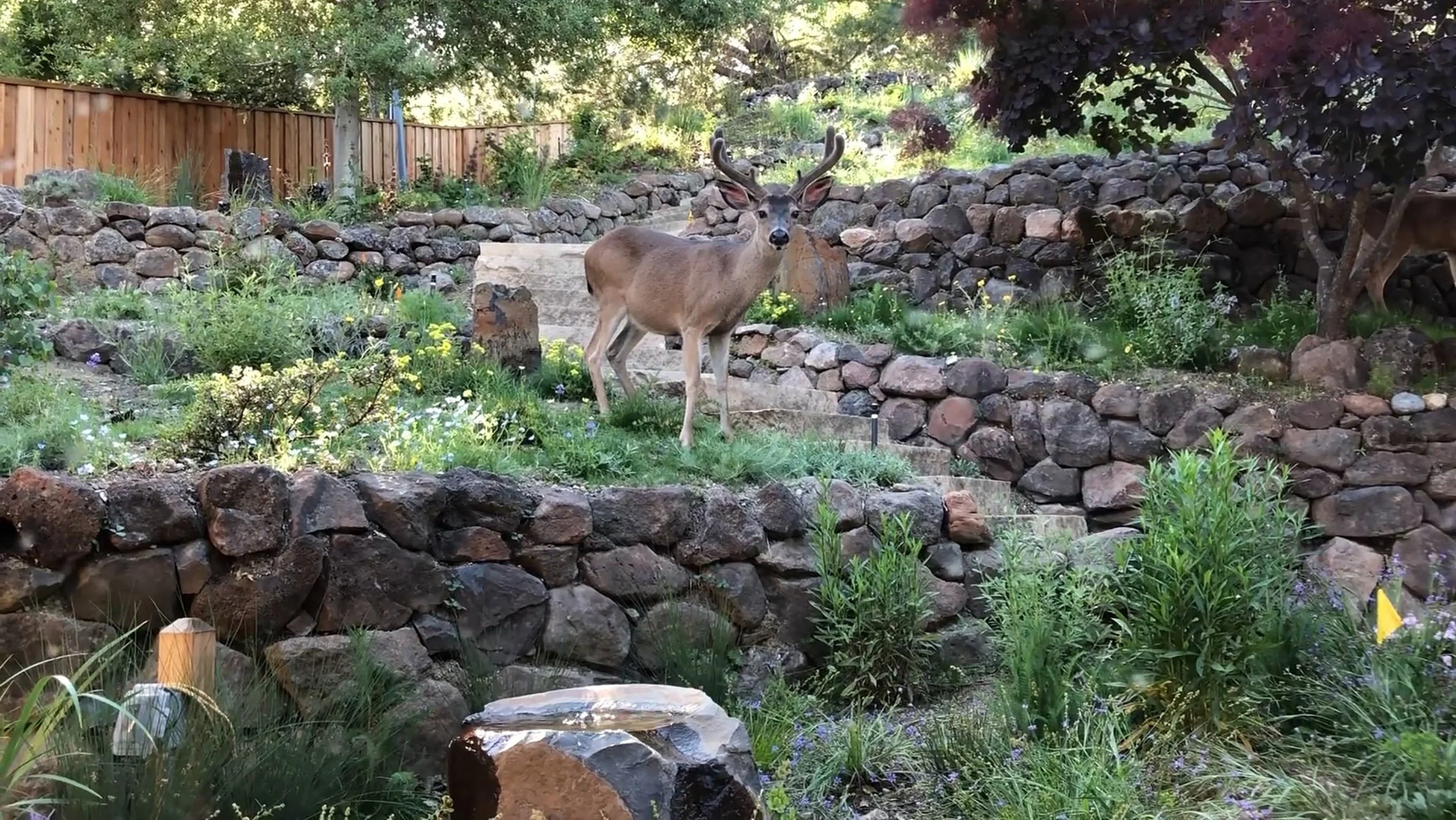 A deer enjoys the deer corridor pass through on the natural terraced stone walls in this native California wildlife garden