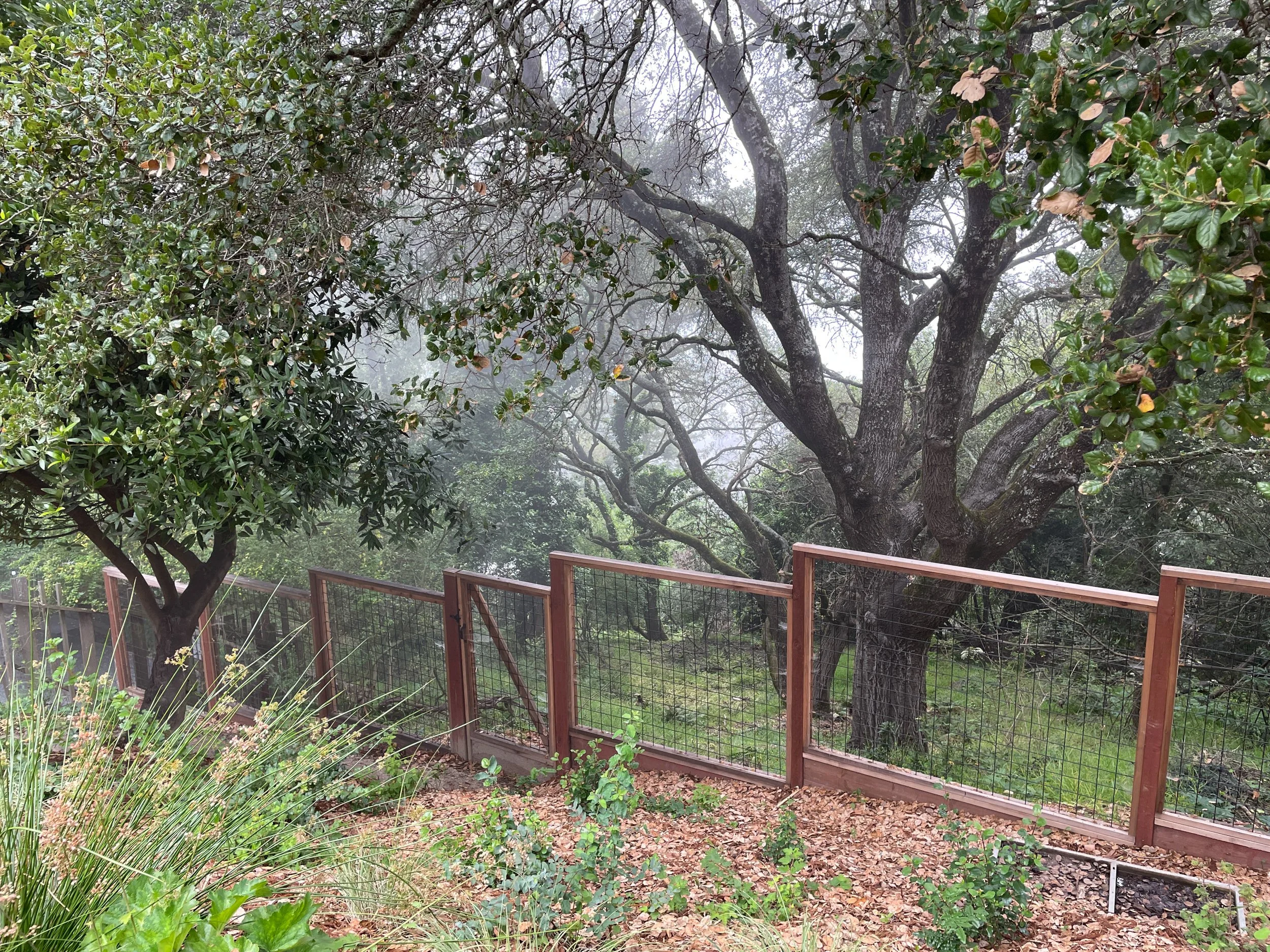 A wood fence with hog wire mesh overlooking a mature oak woodland in a sloped hillside oakland backyard residential garden landscape restoration