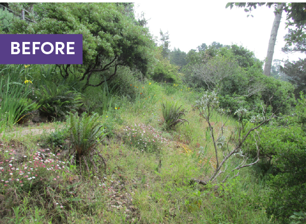 Before and after — Oakland hillside native garden transformation