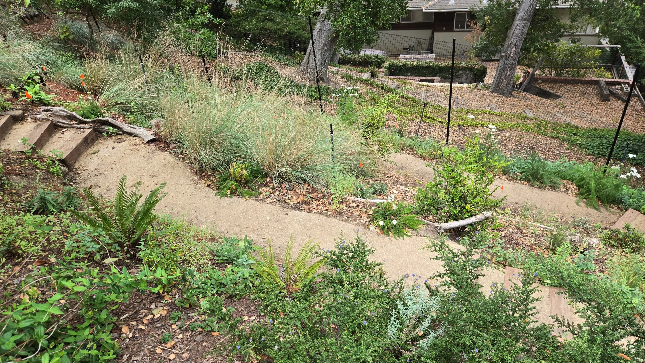 Timber tie steps with decomposed granite treads and pathway in a berkeley hills sloped backyard with california native plants