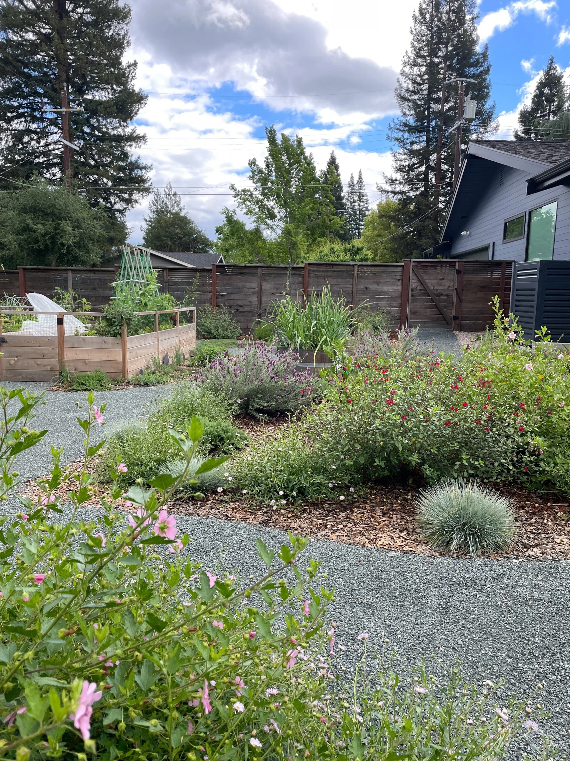Residential garden design california native plants ecological landscape waterwise edible plants DG pathway decomposed granite cottage garden east bay danville raised bed