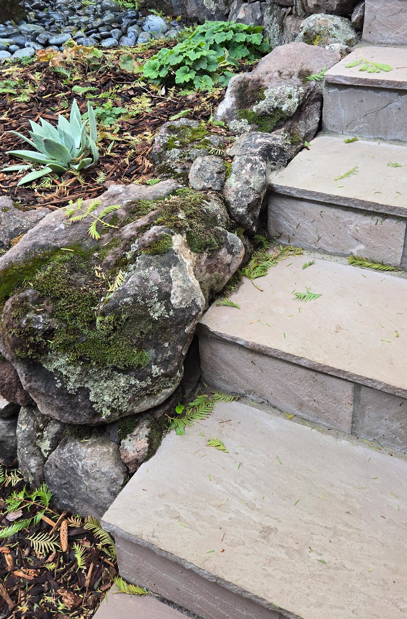 Moss rock walls and stone steps intersect in this firesafe berkeley hills bird garden filled with california native plants