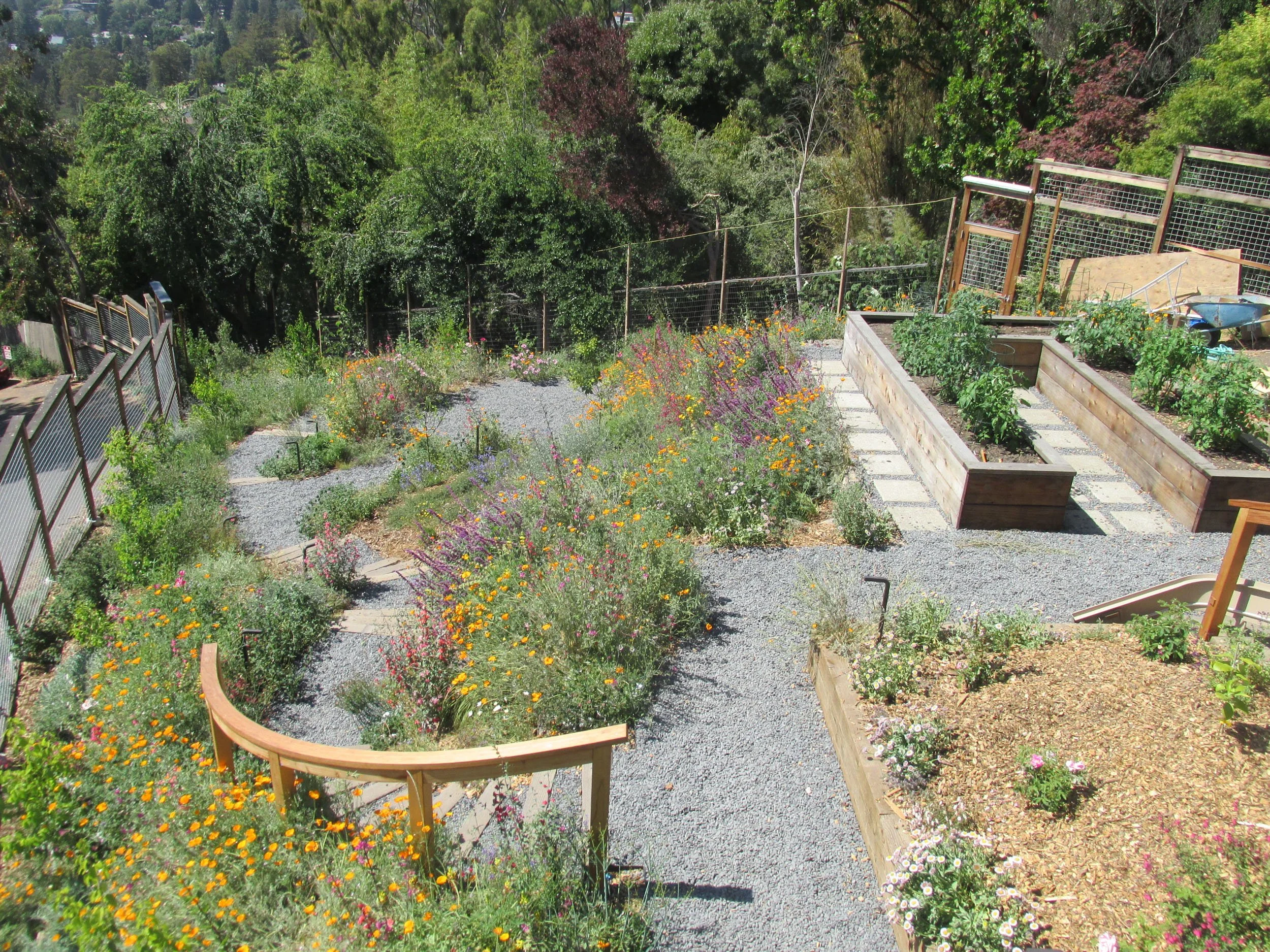 A sloped residential garden with timber tie steps and grey gravel pathways with colorful flowering orange, pink, purple, and red california native plants. A wood railing and raised vegetable beds on the upper terrace.