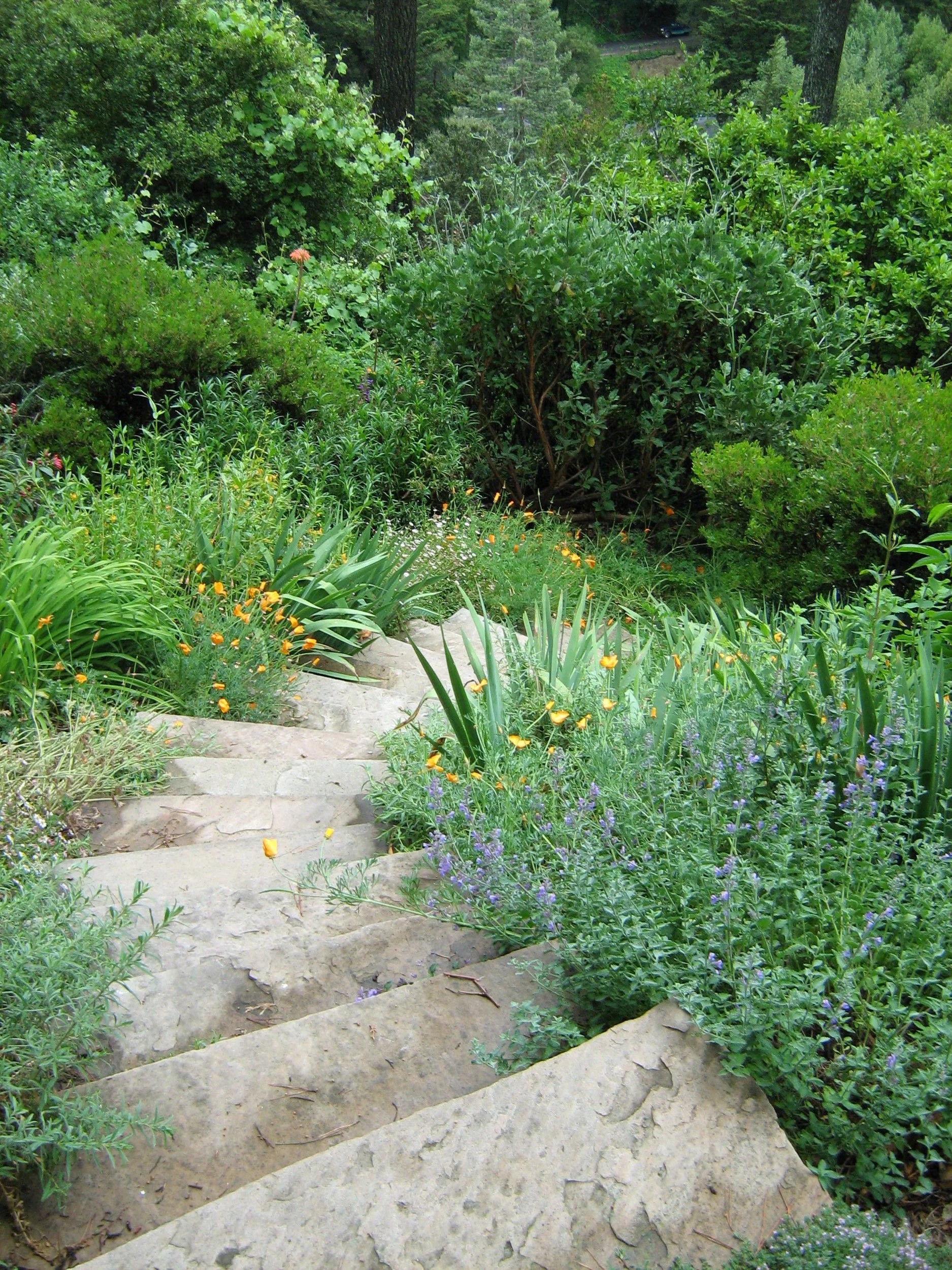 Stacked stone landscape steps flanked with California native plants and sunny perennials.