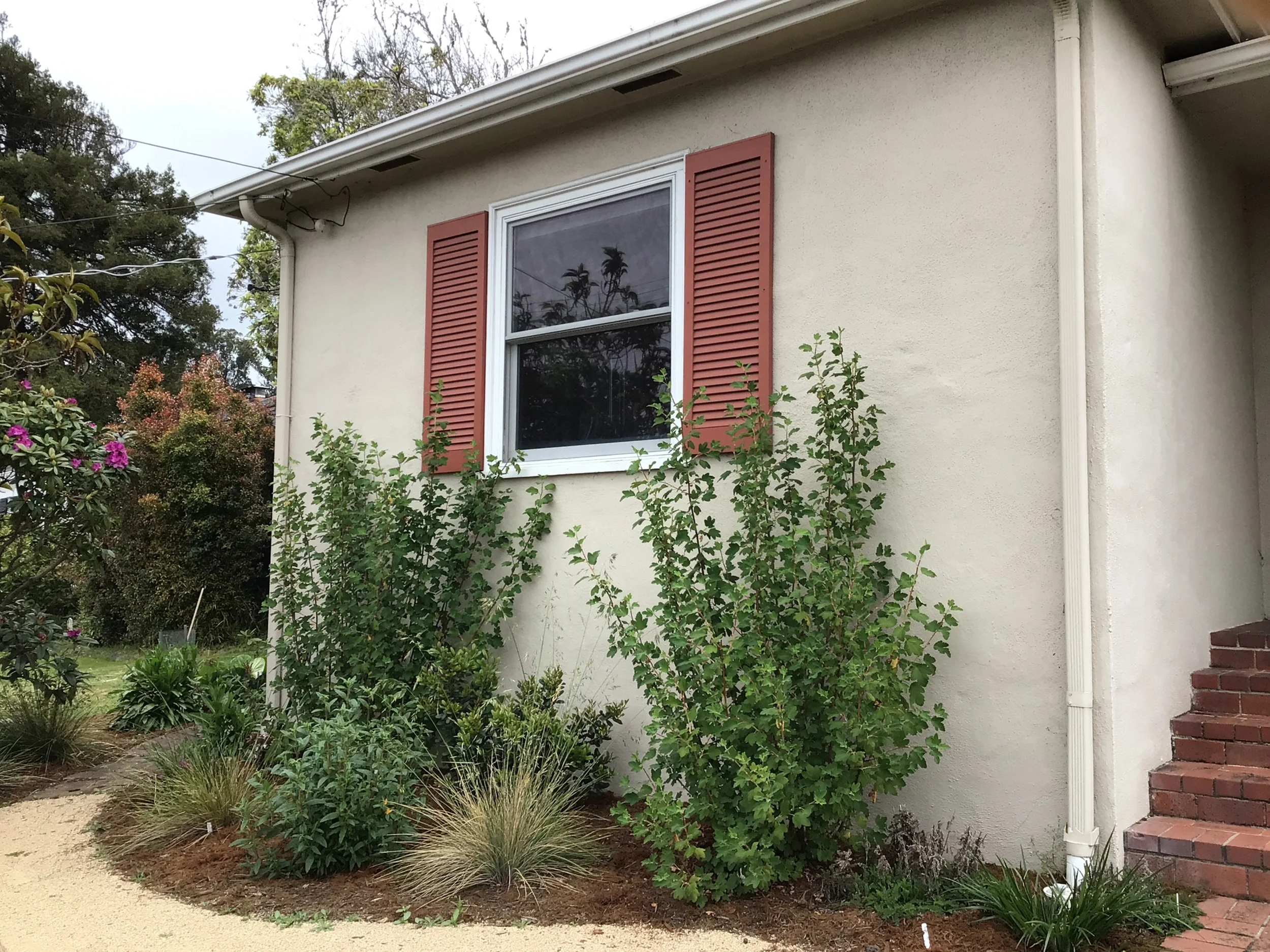 Front entry residential garden ribes sanguineum bunch grasses california native plants