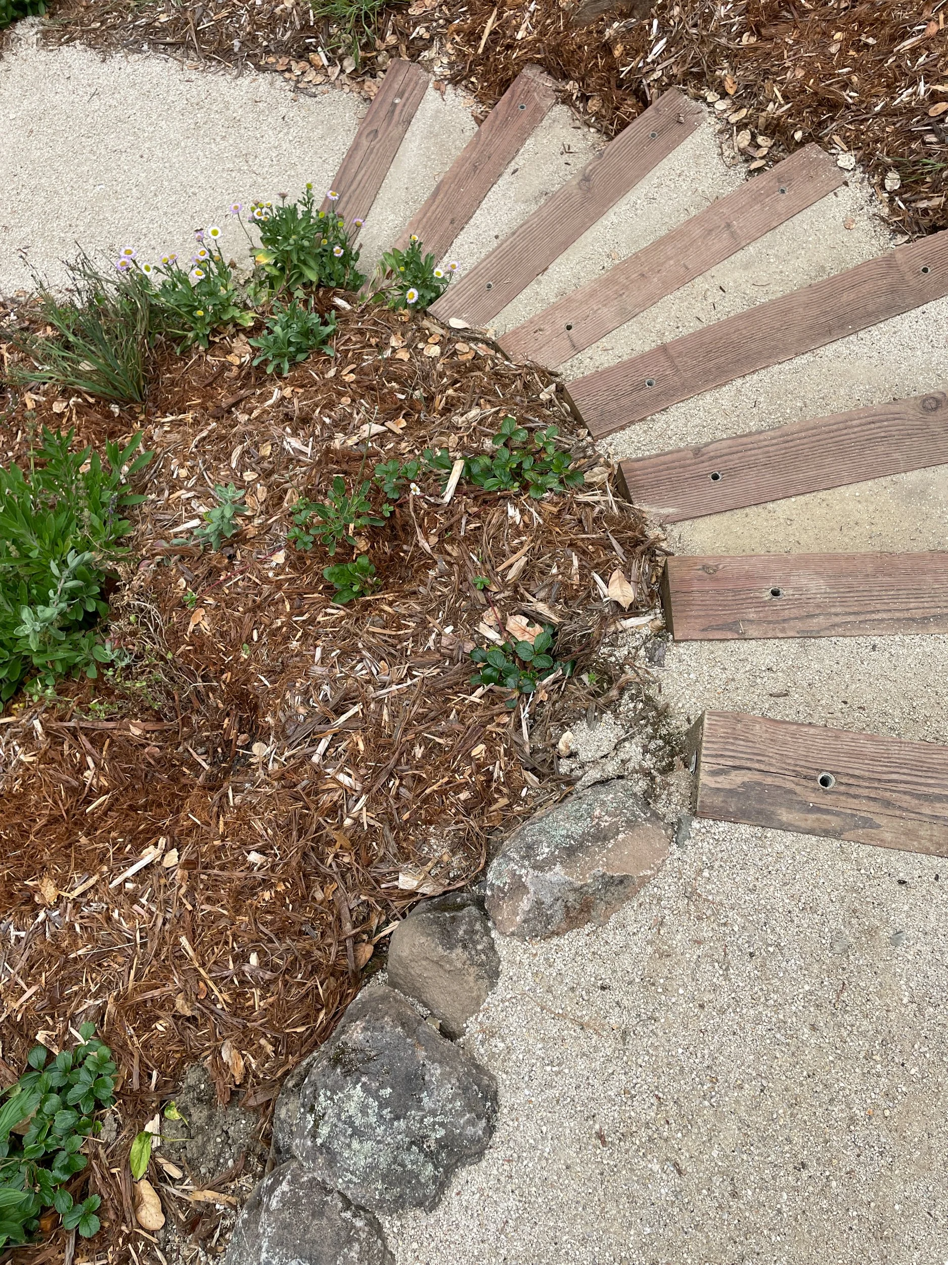 Timber tie steps with decomposed granite treads and moss rock retaining wall descend into a sloped back residential california native plant hillside garden with pollinator and bird plantings and mulch in Oakland