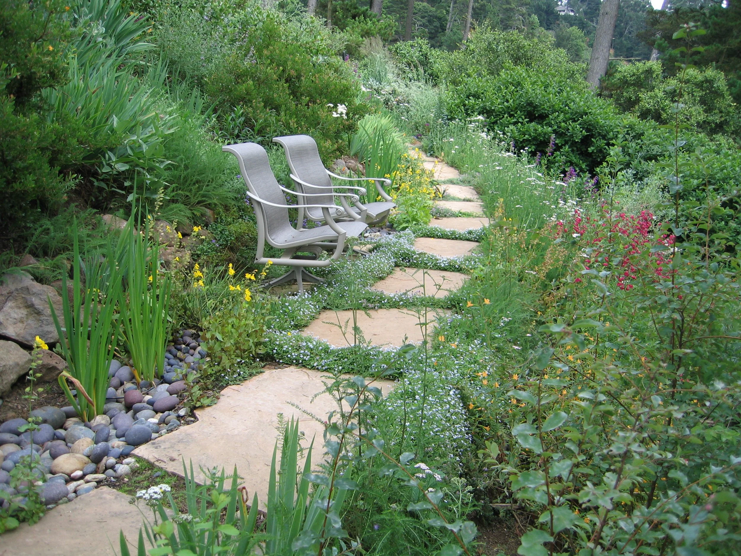 A natural curving flagstone pathway runs along this terraced hillside garden planted with California native plants.