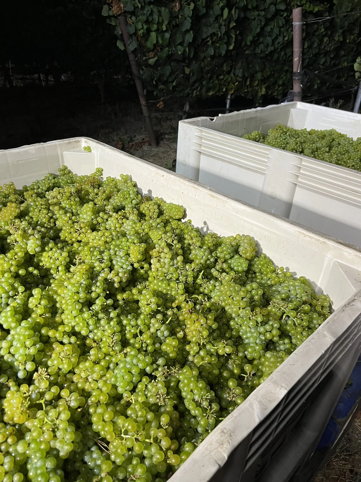 Freshly picked Chardonnay during night harvest at John Sebastiano Vineyard, Sta. Rita Hills.