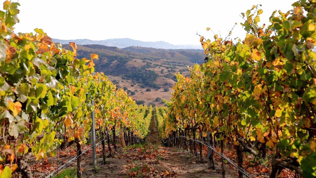 John Sebastiano Vineyard in autumn, vines turning color in the Sta. Rita Hills AVA.