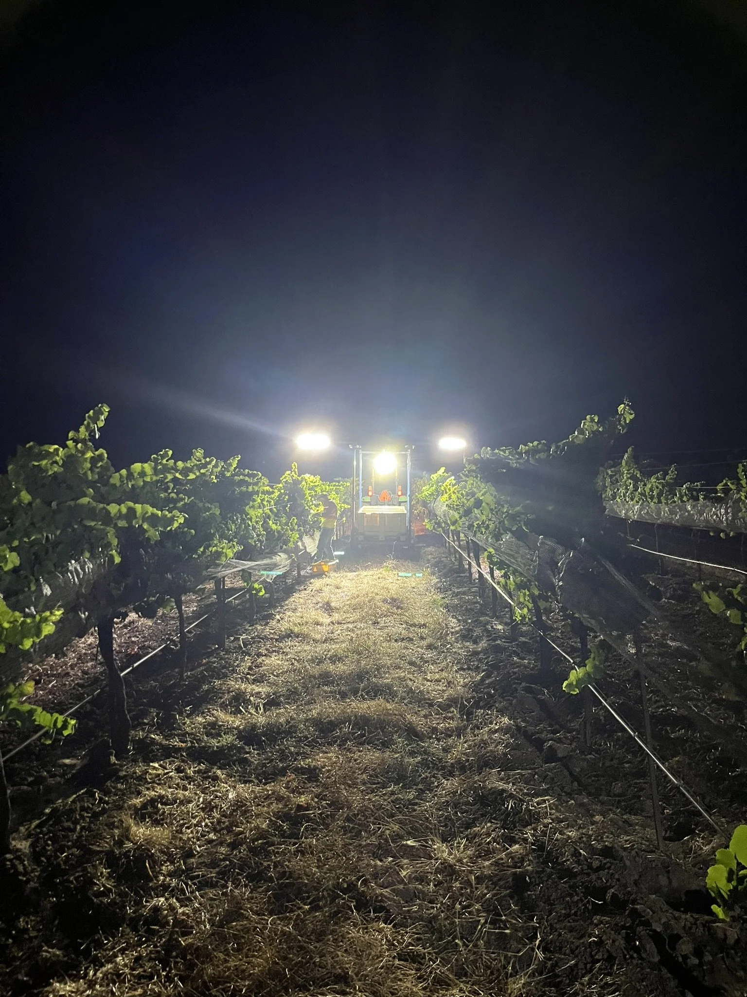 Night harvest at John Sebastiano Vineyard, Sta. Rita Hills, with tractor lights illuminating the vine rows.