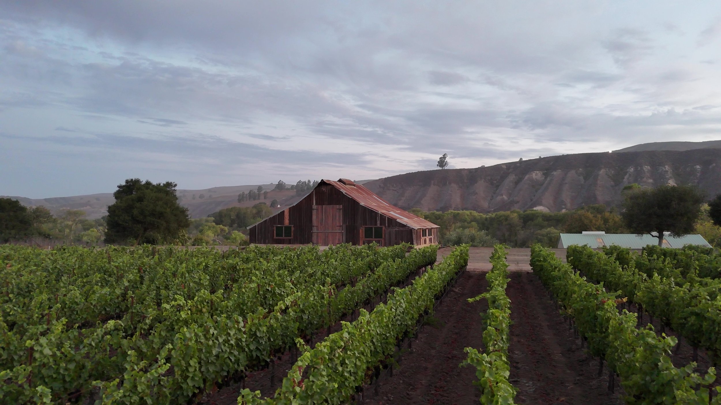 Fiddlestix Vineyard in the Sta. Rita Hills AVA, with a weathered barn and the surrounding hills in the background.