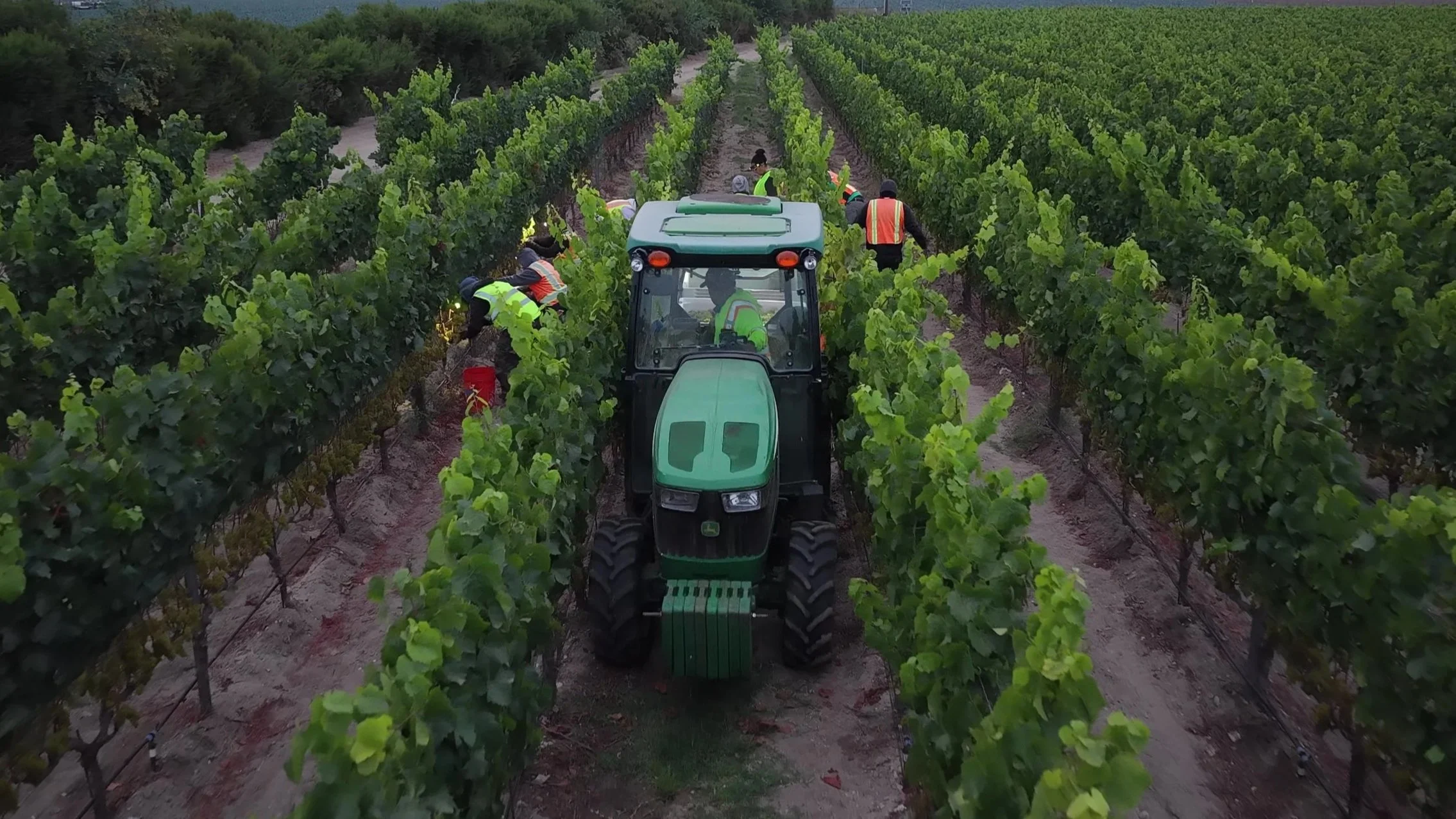 Harvest crew picking Chardonnay at dawn in a Sta. Rita Hills vineyard, working the rows alongside a tractor during AERILYN's first pick of the 2026 season.