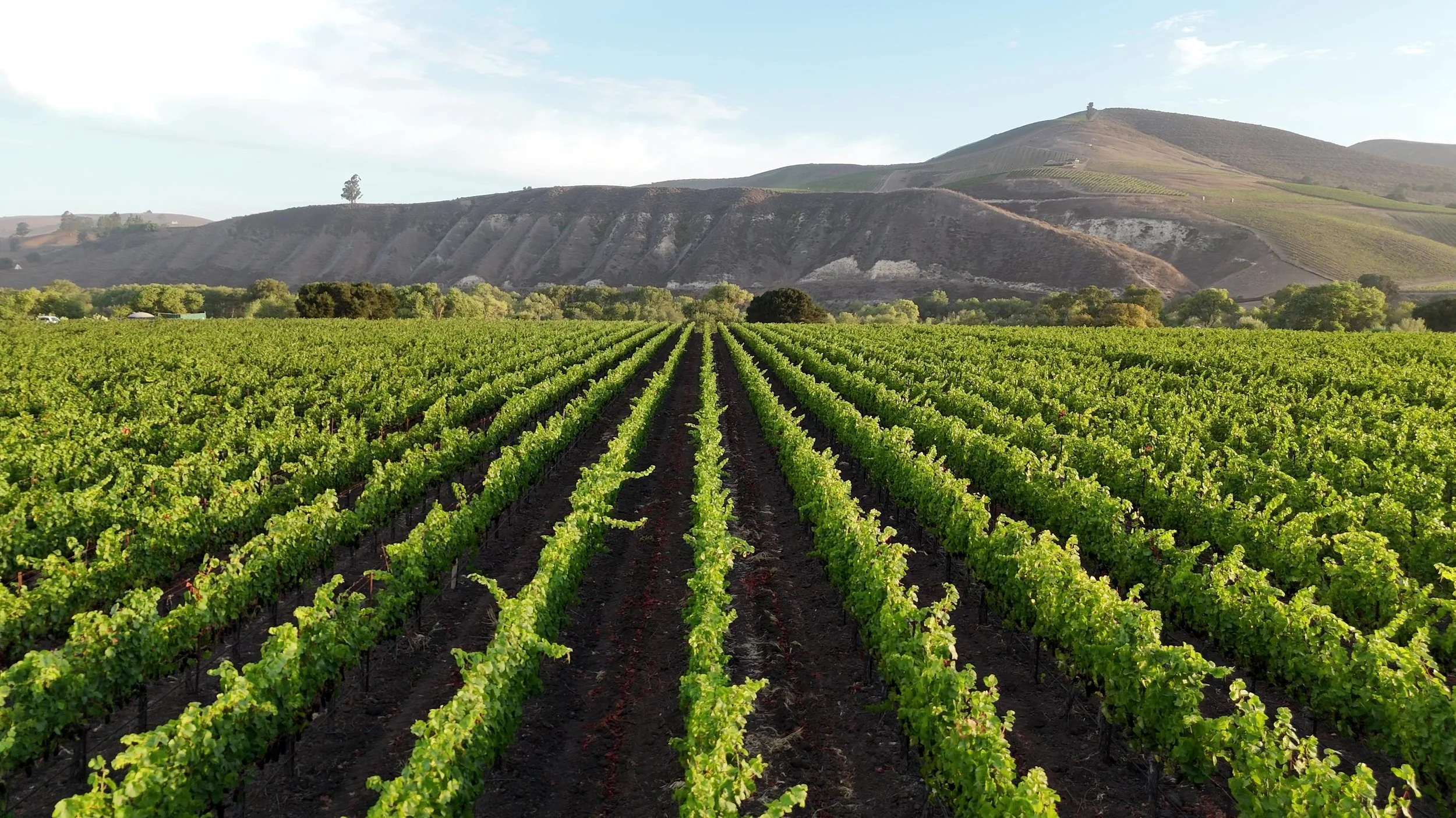 Fiddlestix Vineyard in the Sta. Rita Hills AVA, at the end of the growing season.