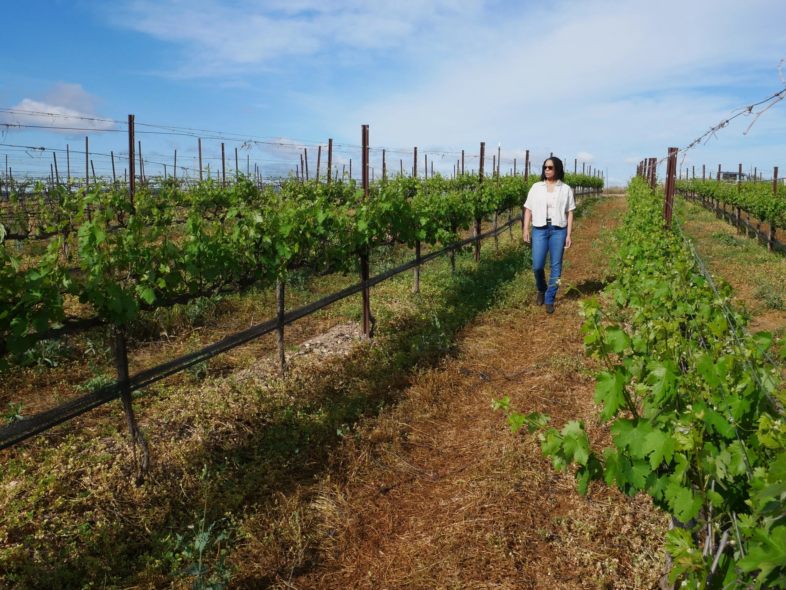 Post budbreak vineyard checks in the Central Coast, CA