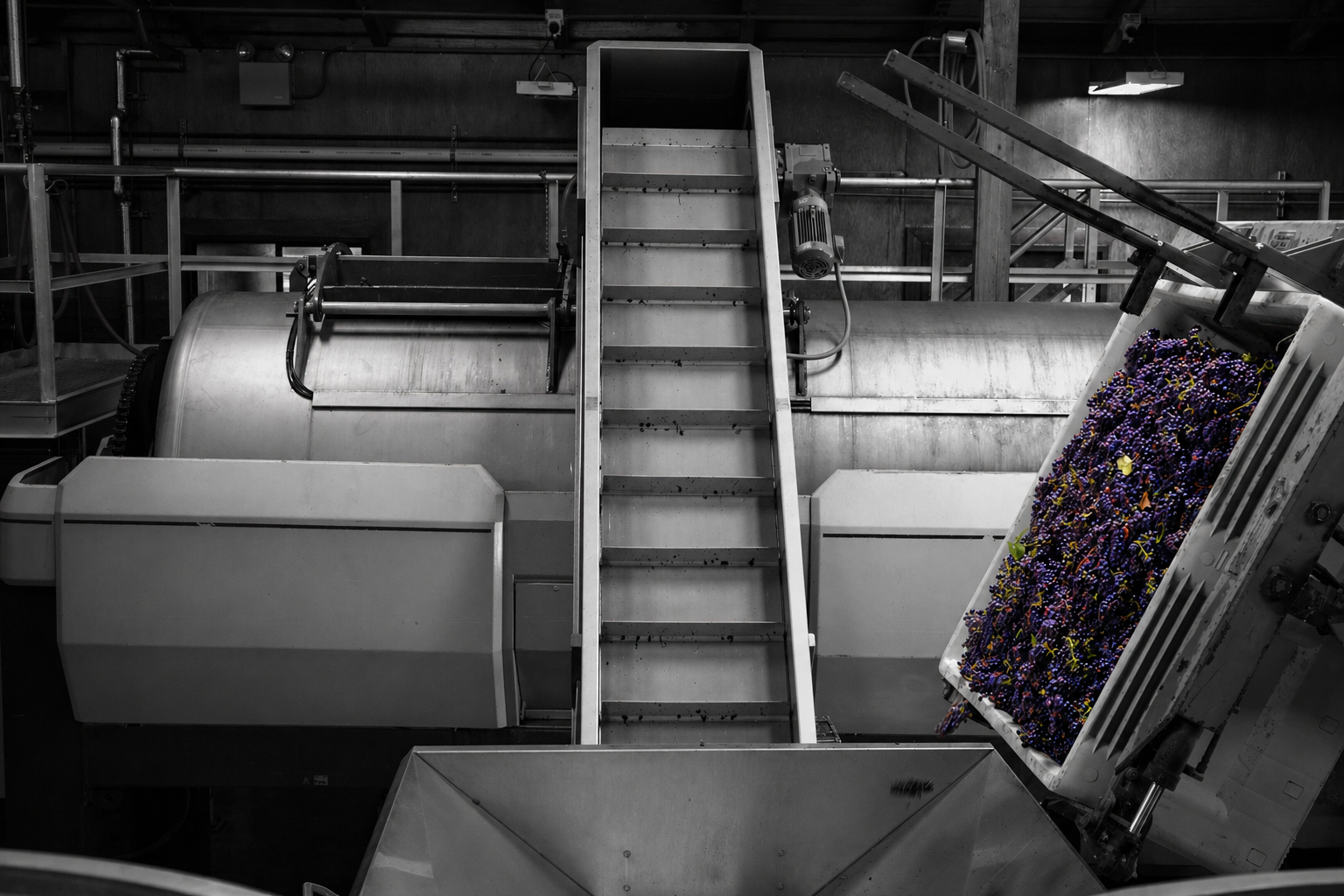 Pinot Noir at the press during the 2025 harvest.