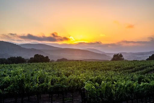 Sunset over La Encantada Vineyard Sta. Rita Hills
