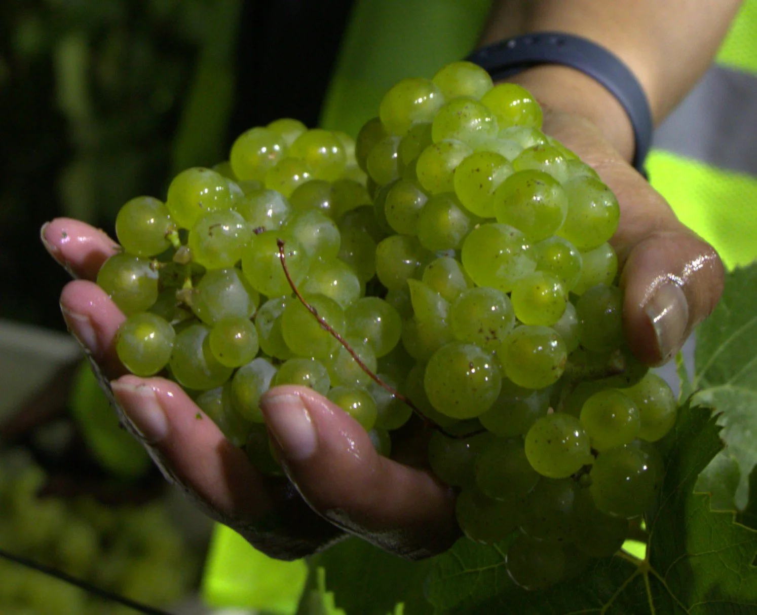 Tammee Thompson holding freshly picked Chardonnay at harvest.