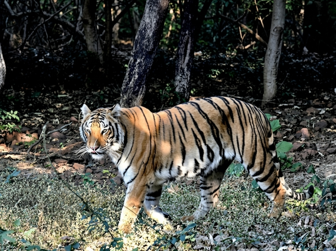 मध्य प्रदेश के कान्हा टाइगर रिजर्व में बाघिन और उसके चार शावकों की मौत, कुत्तों से फैलने वाले वायरस पर संदेह&nbsp;
