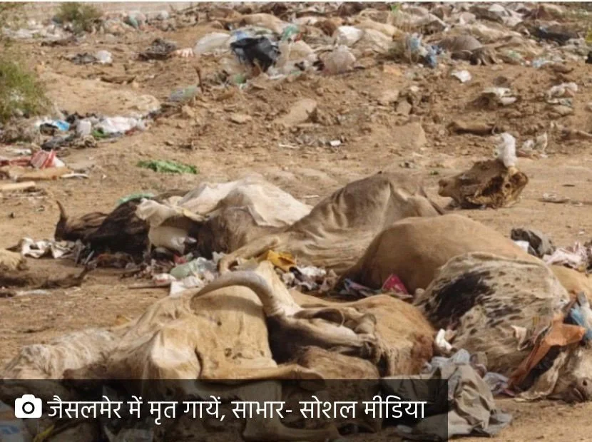 भंवर मेघवंशी | राजनीति में जो गाय जिंदा है,वह जमीन पर मर रही है!
