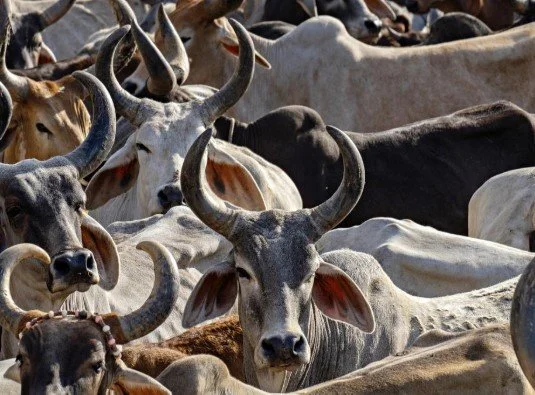 भारत में गो-संरक्षण: शासन के भीतर के अंतर्विरोध