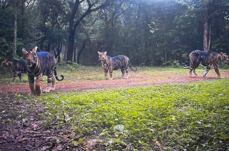 सिमिलिपाल टाइगर रिजर्व ने तीन शावकों के साथ मेलानिस्टिक (काली) बाघिन की दुर्लभ तस्वीर साझा की